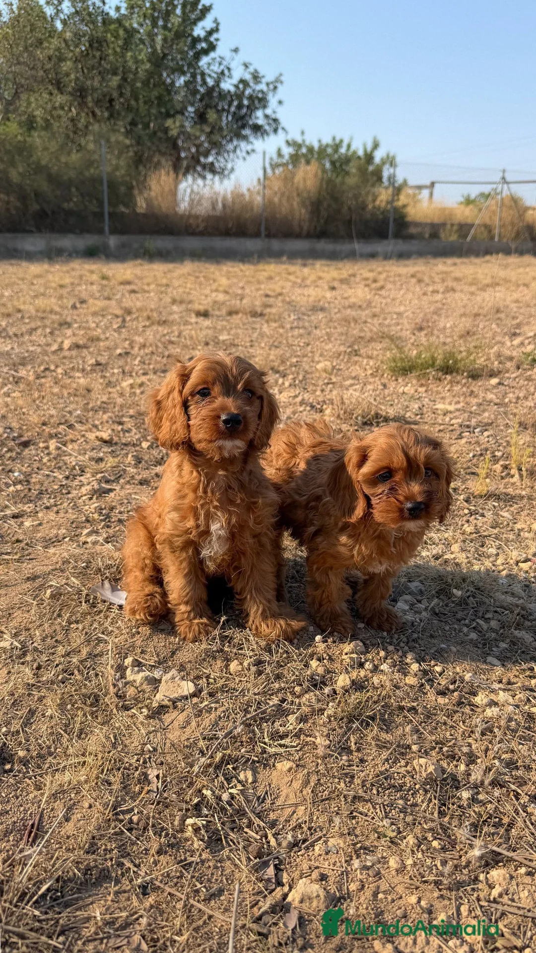 Cavapoo perros en venta: PRECIOSOS CAVAPOO ROJO - Anuncio 1