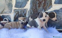 Whippet perros en venta: WHIPPET Blanco y blue  - Imagen 4