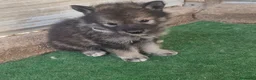 Perro Lobo Checoslovaco perros en venta: Perro lobo/wolfdog  - Anuncio 4