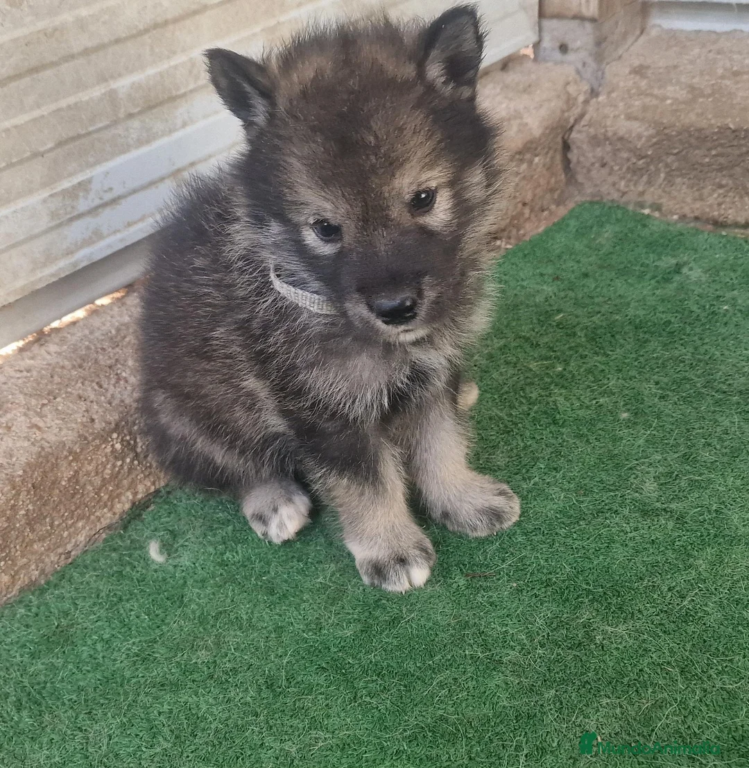 Perro Lobo Checoslovaco perros en venta: Perro lobo/wolfdog  - Anuncio 4