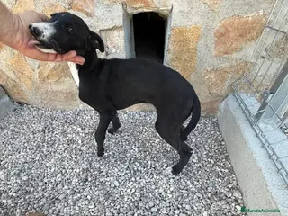 Galgo Español perros Galgo español - Anuncio 1