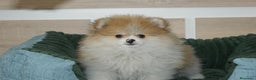 Pomerania perros en venta: CACHORRITO DE POMERANIA  - Anuncio 4