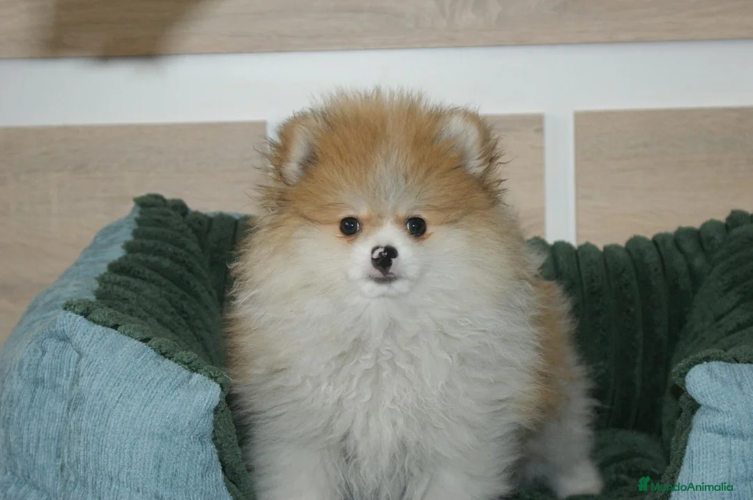 Pomerania perros en venta: CACHORRITO DE POMERANIA  - Anuncio 4