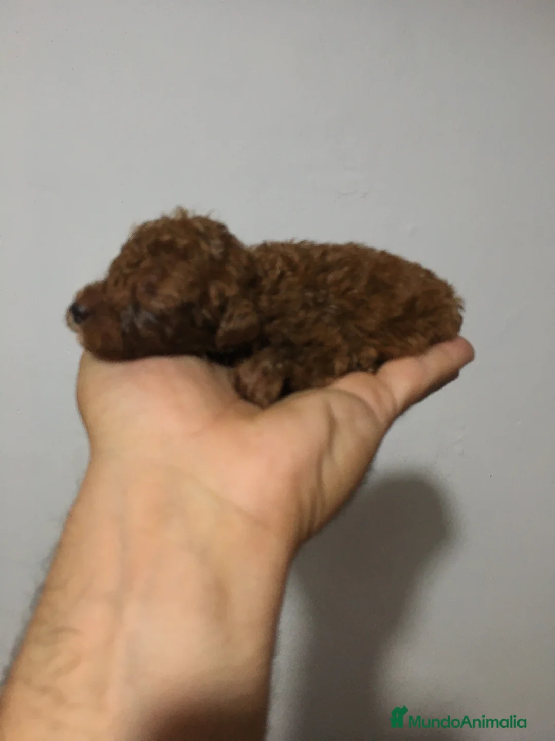 Caniche Toy perros en venta: IMPRESIONANTES CANICHES TOYS 😍🐶 en Madrid - Anuncio 2