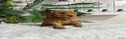 Caniche Enano perros en venta: CANICHE ENANO - Anuncio 6