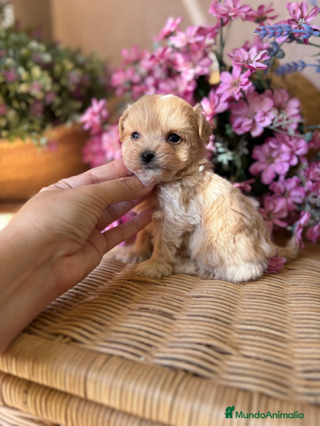 Maltipoo perros en venta: Maltipoo tacita de Té (hembra ) - Imagen 1