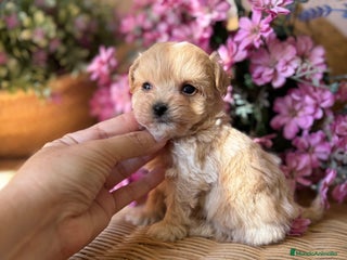 Maltipoo perros - Anuncio 3