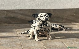 Dálmata perros en venta: Espectacular camada de dálmatas  - Imagen 3