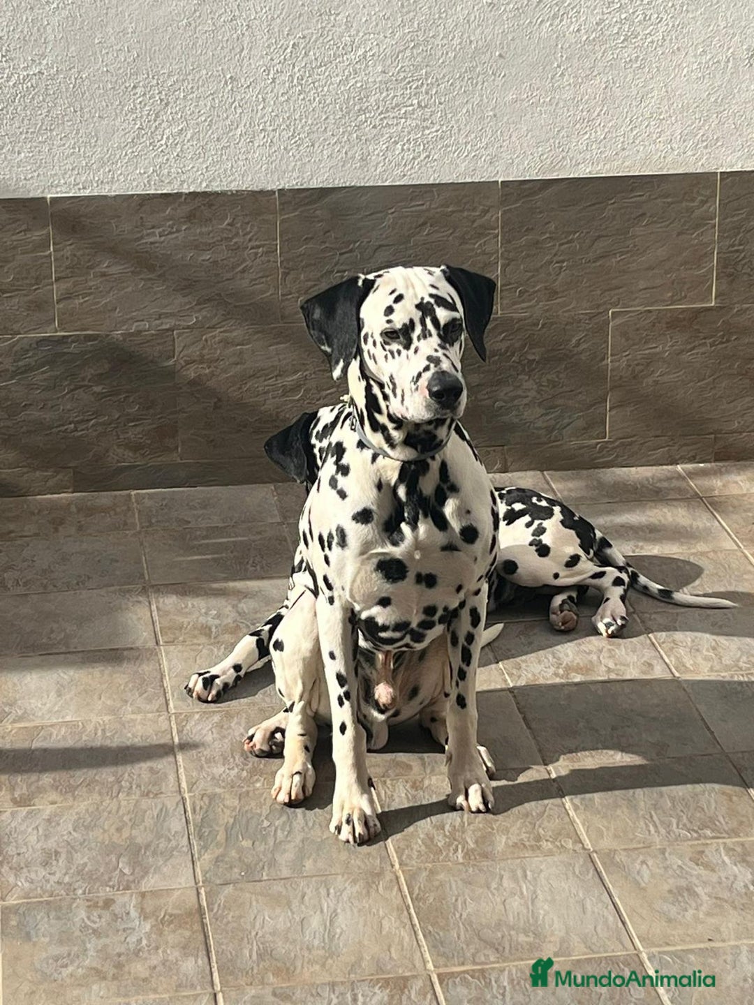 Dálmata perros en venta: Espectacular camada de dálmatas  - Imagen 3