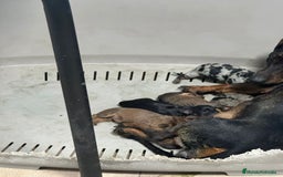 Teckel perros en venta: Teckel  - Imagen 4