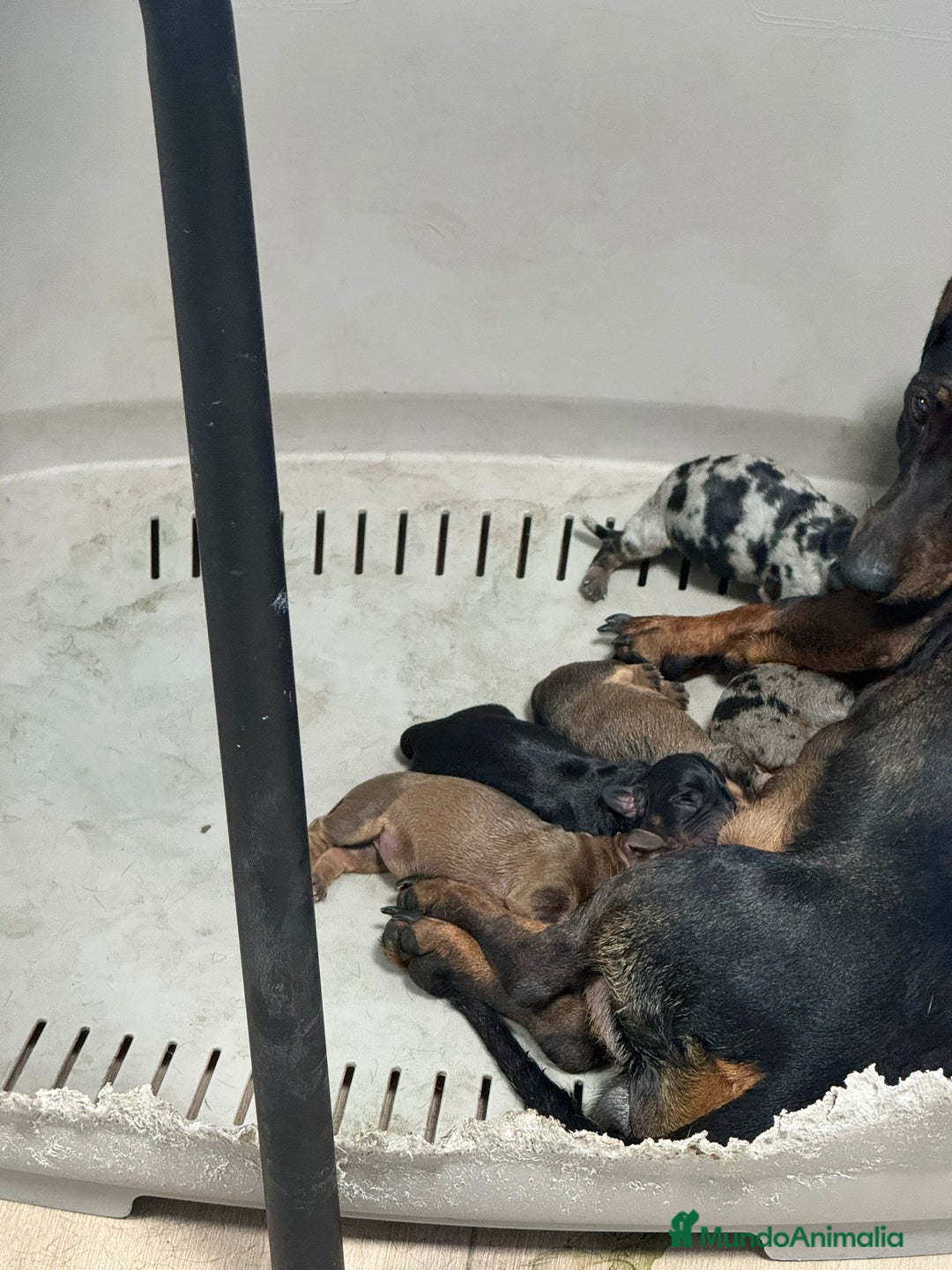 Teckel perros en venta: Teckel  - Imagen 4
