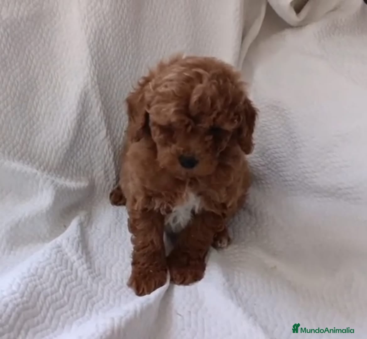 Caniche Toy perros Caniche toy exclusivos - Anuncio 2