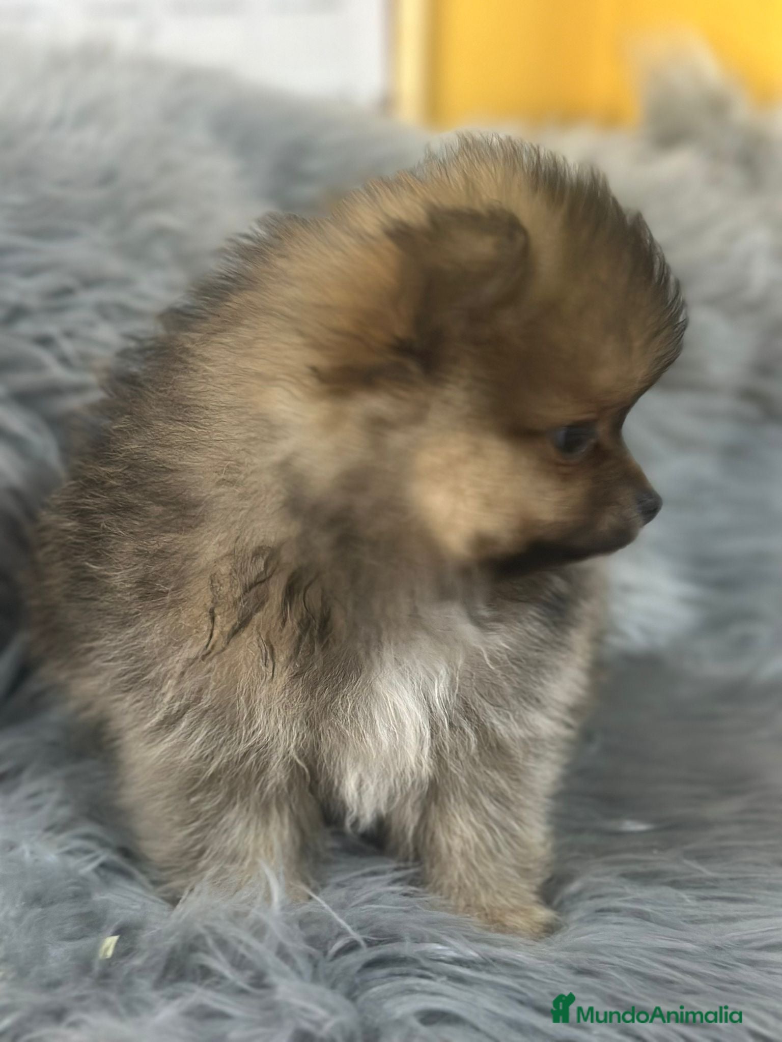 Pomerania perros Pomerania sable Toy  - Anuncio 2