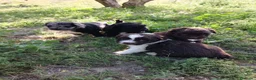 Otras razas perros en venta: AUSTRALIAN WATER DOG - Anuncio 7