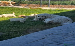 Golden Retriever perros en venta: Golden Retriever  - Imagen 3