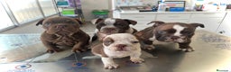 American Bully perros en venta: American Bully en Illes Balears - Anuncio 3
