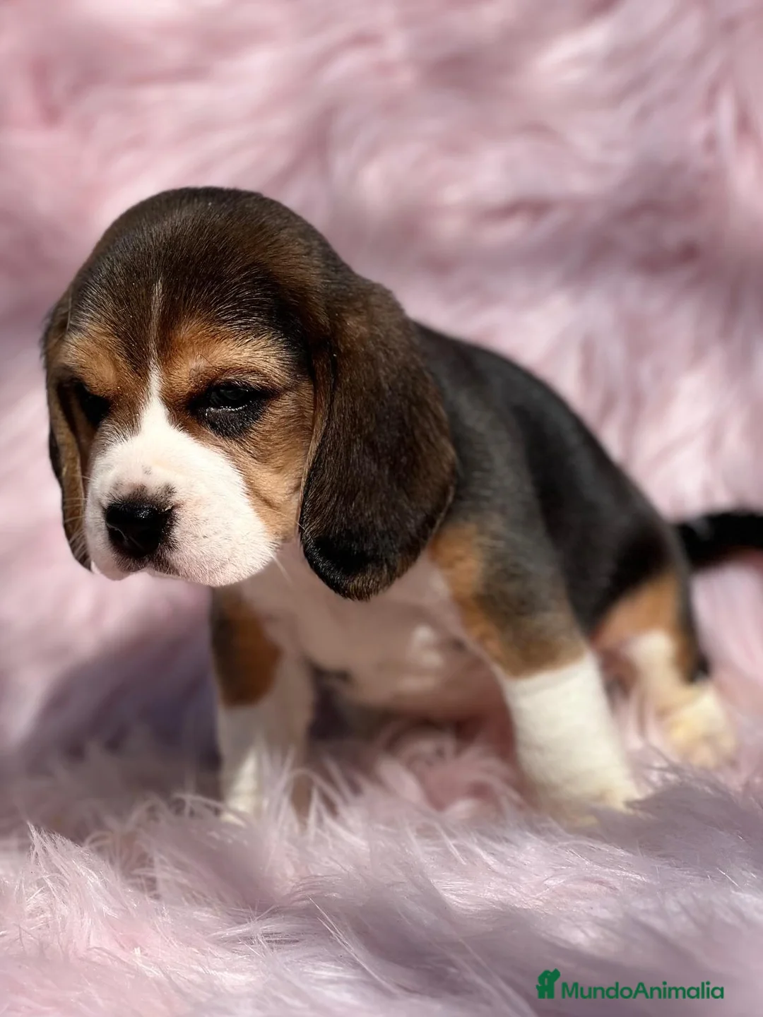 Beagle perros en venta: Beagle en Barcelona - Anuncio 8