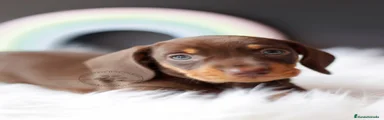 Teckel Cachorro 1