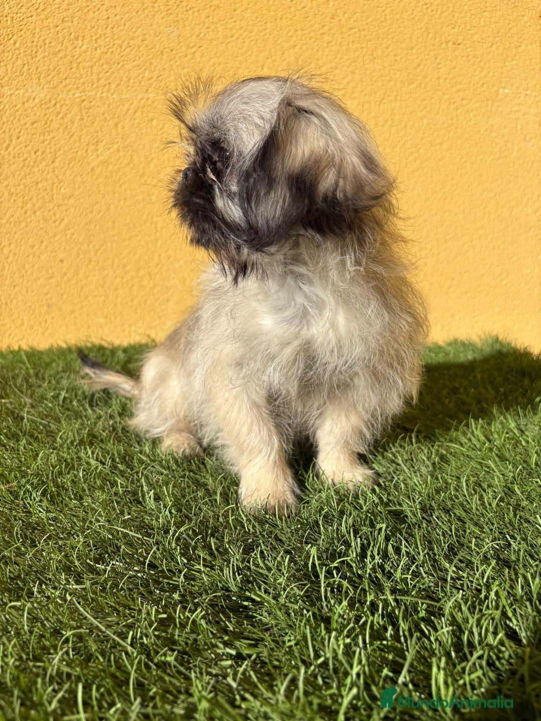 Pekinés perros en venta: cachorrita de Pekines Imperial  - Imagen 3