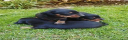 Teckel Miniatura perros en venta: Cachorros de teckel miniatura  - Anuncio 2