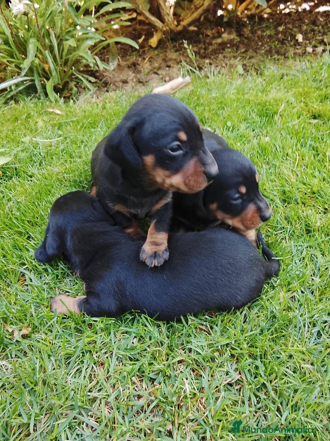 Teckel Miniatura perros en venta: Cachorros de teckel miniatura  - Anuncio 2