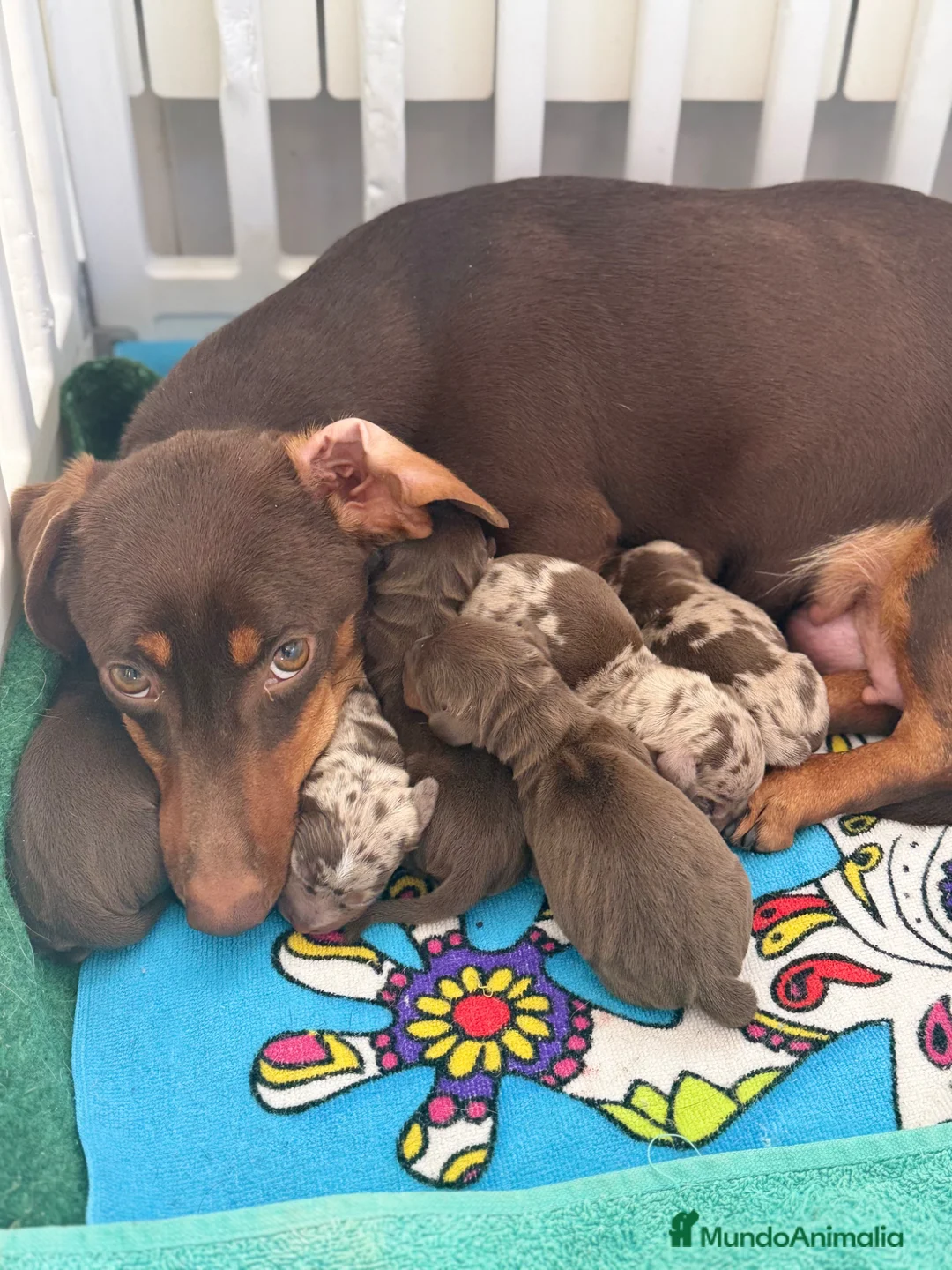 Teckel Miniatura perros en venta: CAMADA DE TECKEL MINI - Anuncio 2