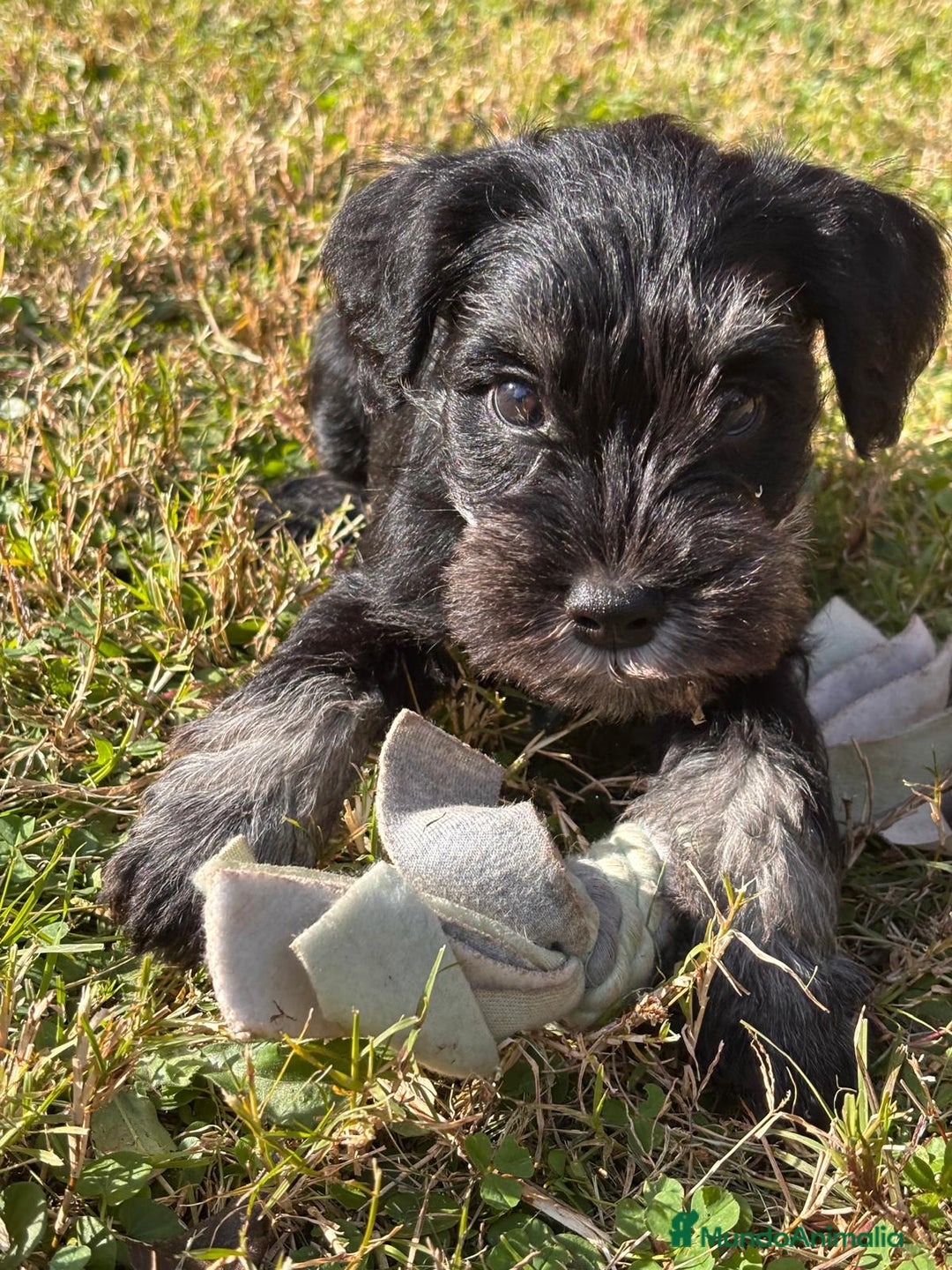 Schnauzer Miniatura perros en venta: Cachorro Schnauzer miniatura  - Anuncio 3