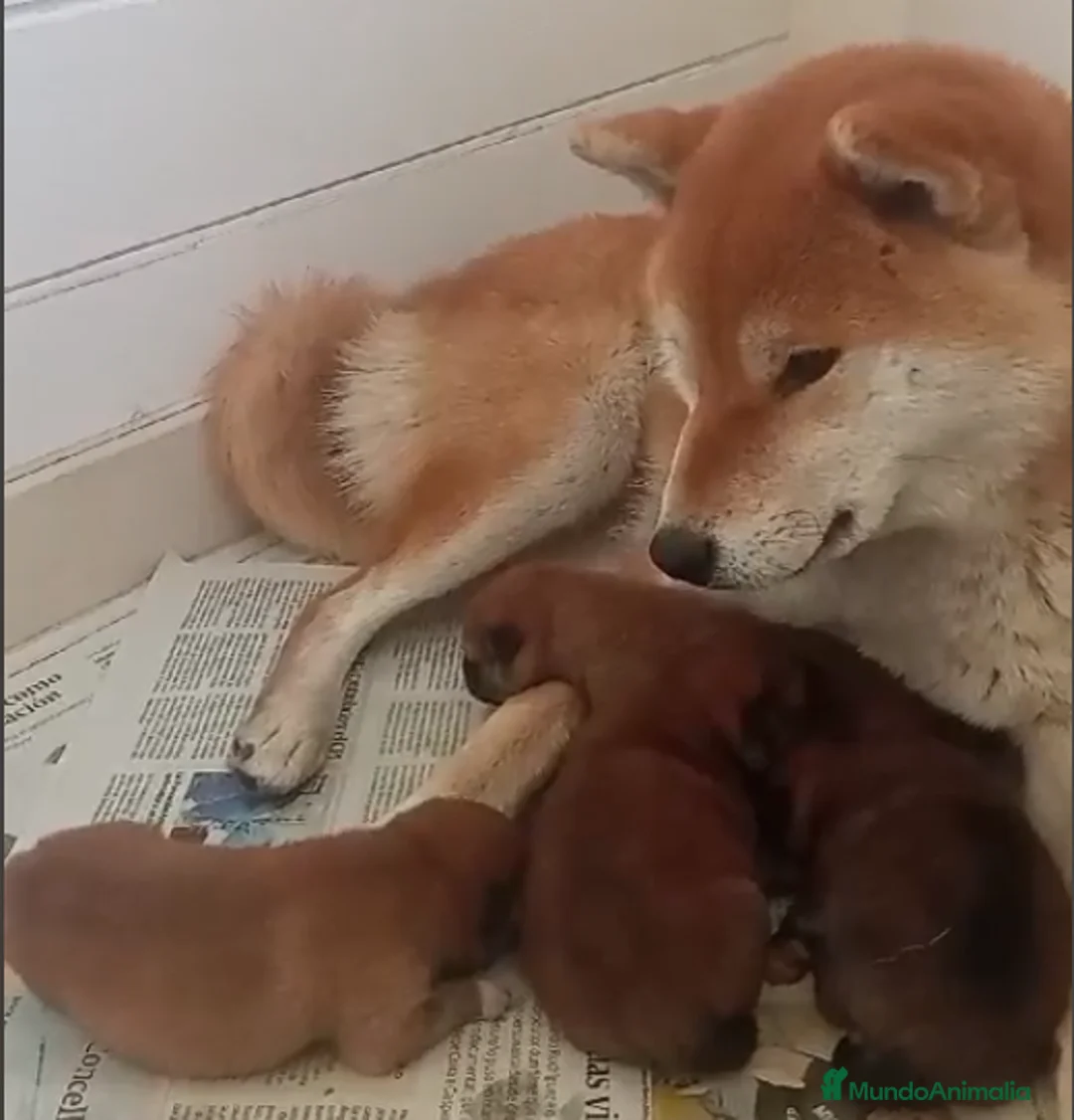 Shiba Inu perros en venta: SHIBA INU NIETOS DE CAMPEONES - Anuncio 3