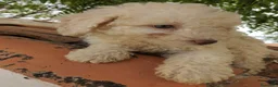 Perro de Agua Español perros en venta: Preciosos cachorros de Perro de Agua - Anuncio 18