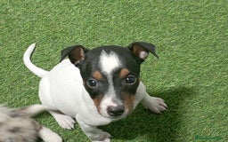 Ratonero Bodeguero Andaluz perros en venta: BODEGUERO - Imagen 1