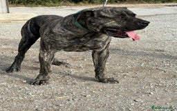 Dogo Canario perros en venta: Cachorros de presa canario - Imagen 9