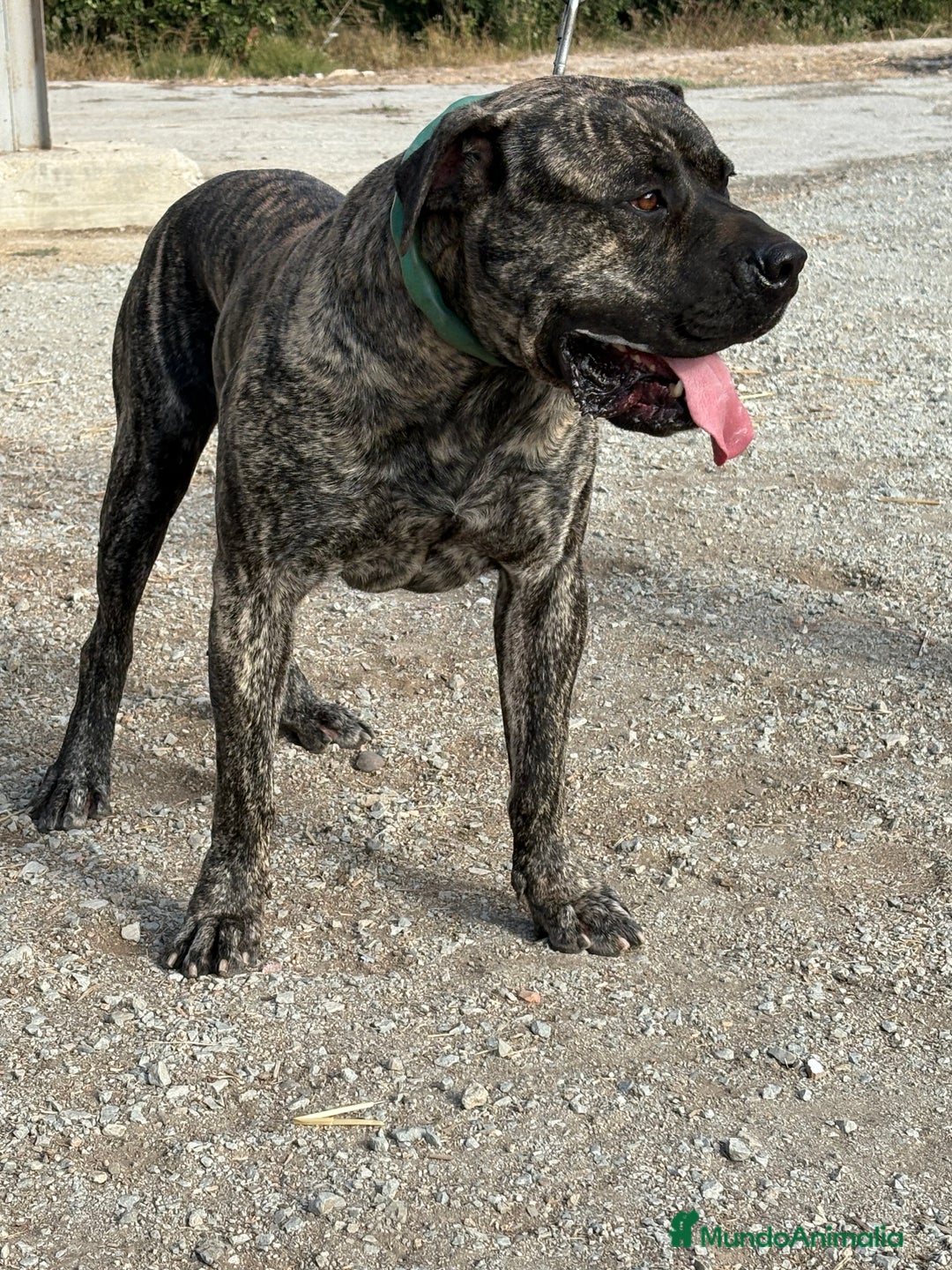 Dogo Canario perros en venta: Cachorros de presa canario - Imagen 9