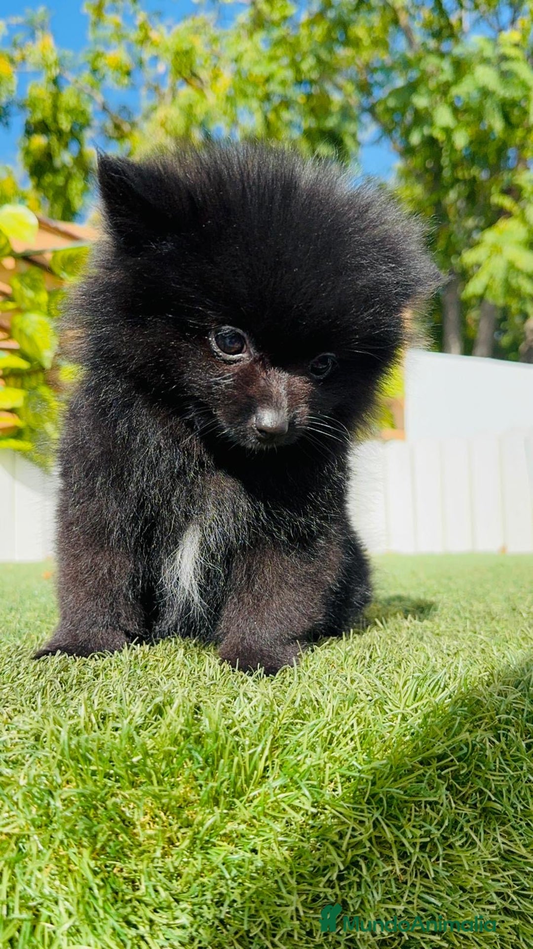 Pomerania perros en venta: POMERANIA HEMBRA - Imagen 15