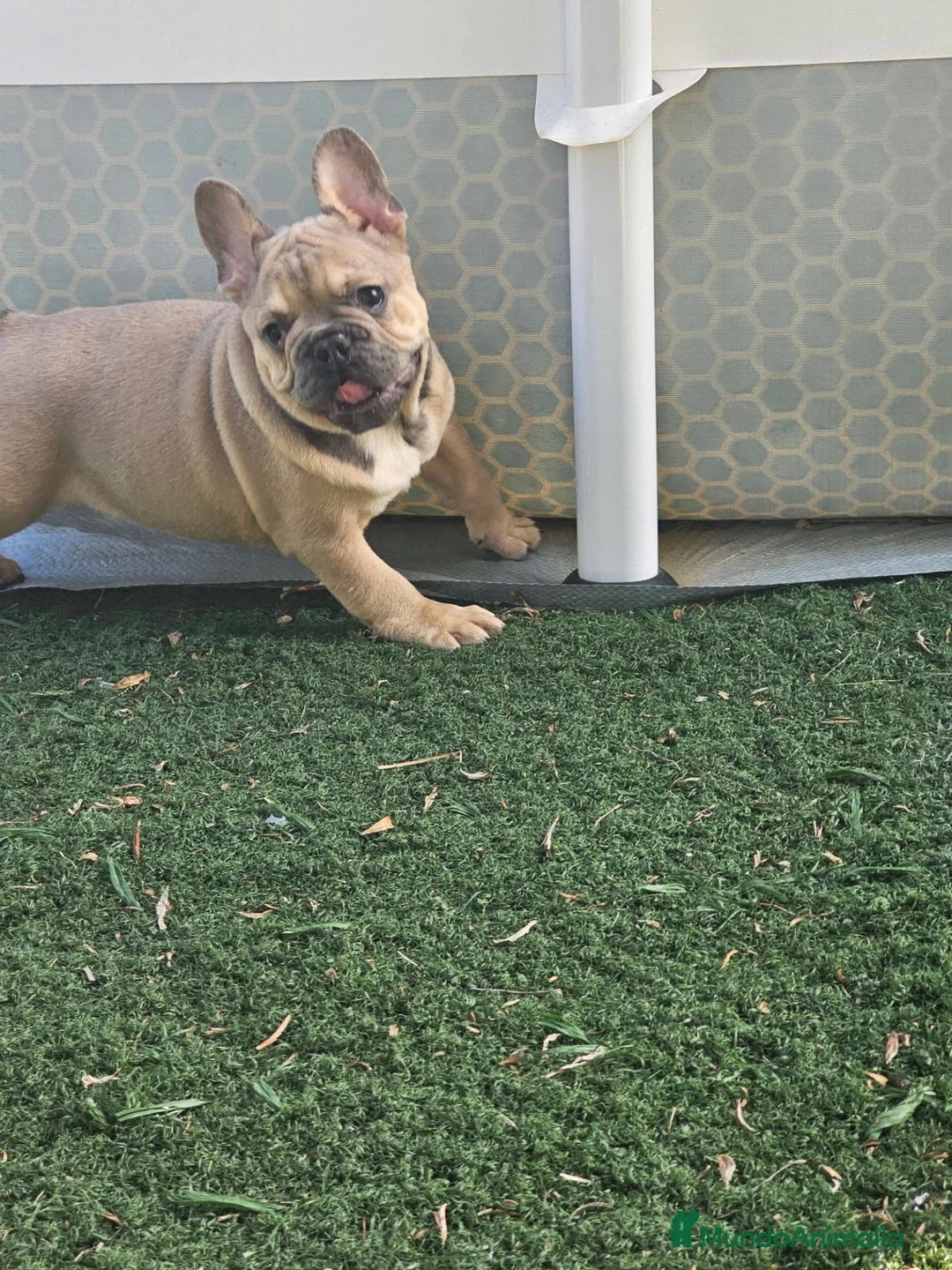 Bulldog Francés perros en venta: Bulldog francés exoticos  - Anuncio 1