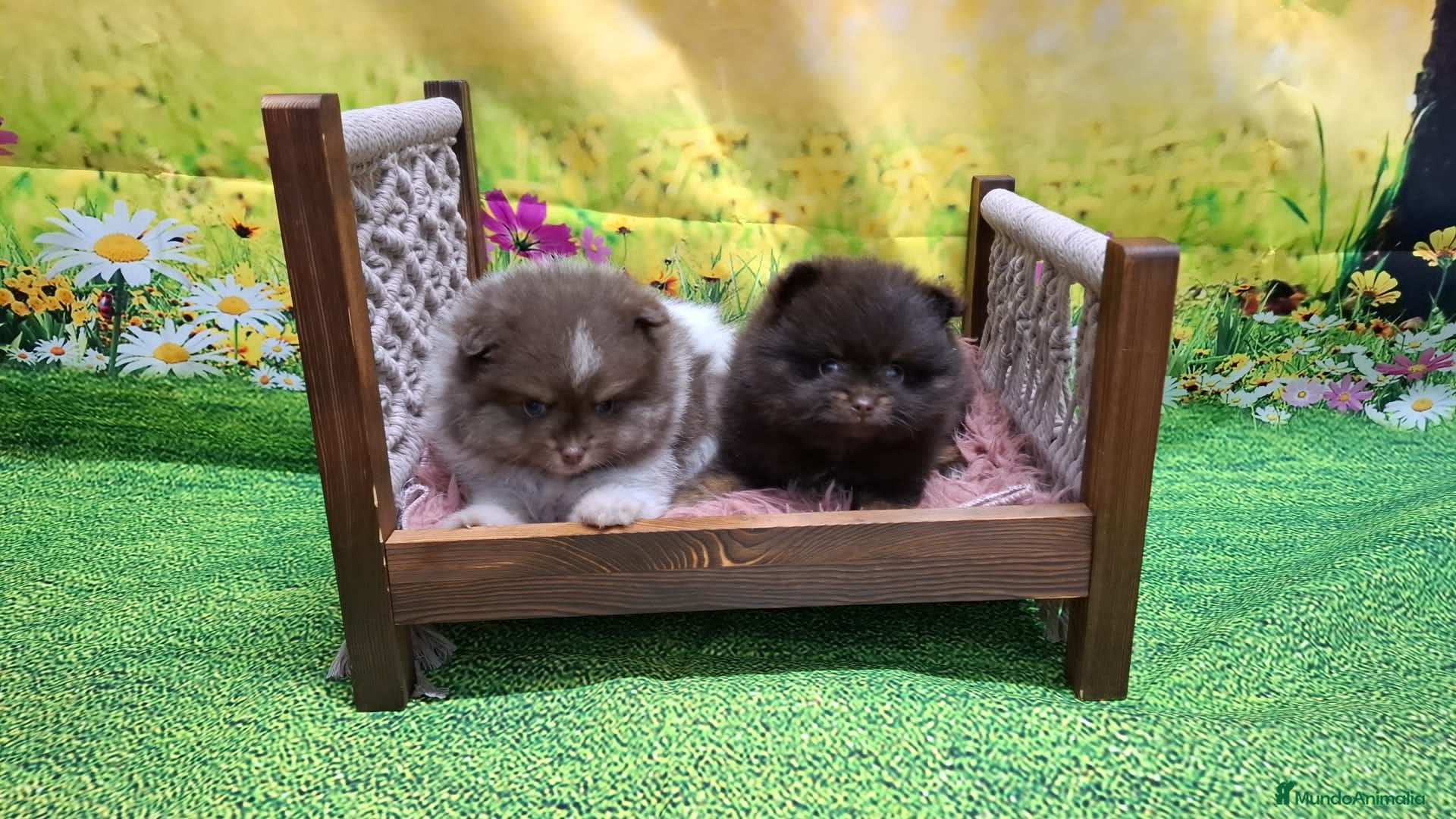 Pomerania perros Pomerania chocolate macho  - Anuncio 1