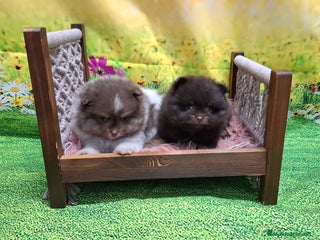 Pomerania perros Pomerania chocolate macho - Anuncio 1