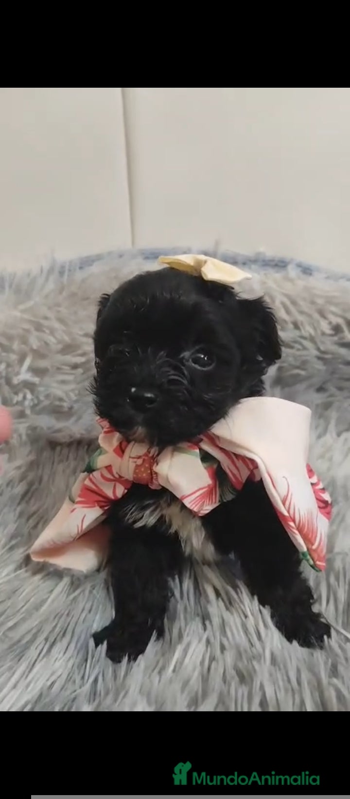 Biewer Yorkshire Terrier a la Pom Pon perros Yorkshire biewer toy  - Anuncio 4