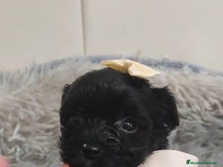 Biewer Yorkshire Terrier a la Pom Pon perros Yorkshire biewer toy - Anuncio 18