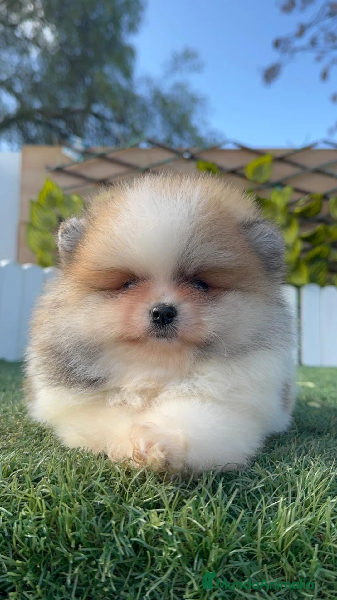 Pomerania perros en venta: POMERANIA MACHO - Anuncio 10