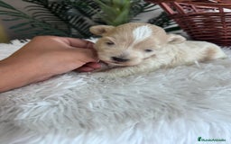 Maltipoo perros en venta: MALTIPOO MACHO - Imagen 6