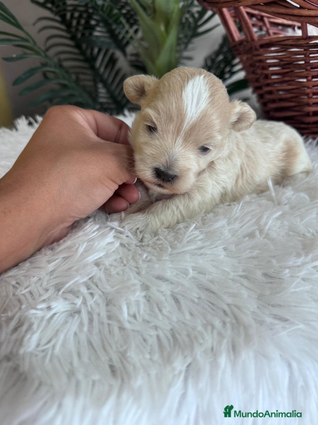 Maltipoo perros en venta: MALTIPOO MACHO - Imagen 6