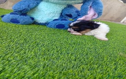 Biewer Yorkshire Terrier a la Pom Pon perros en venta: OPORTUNIDAD DE VERANO  - Imagen 3