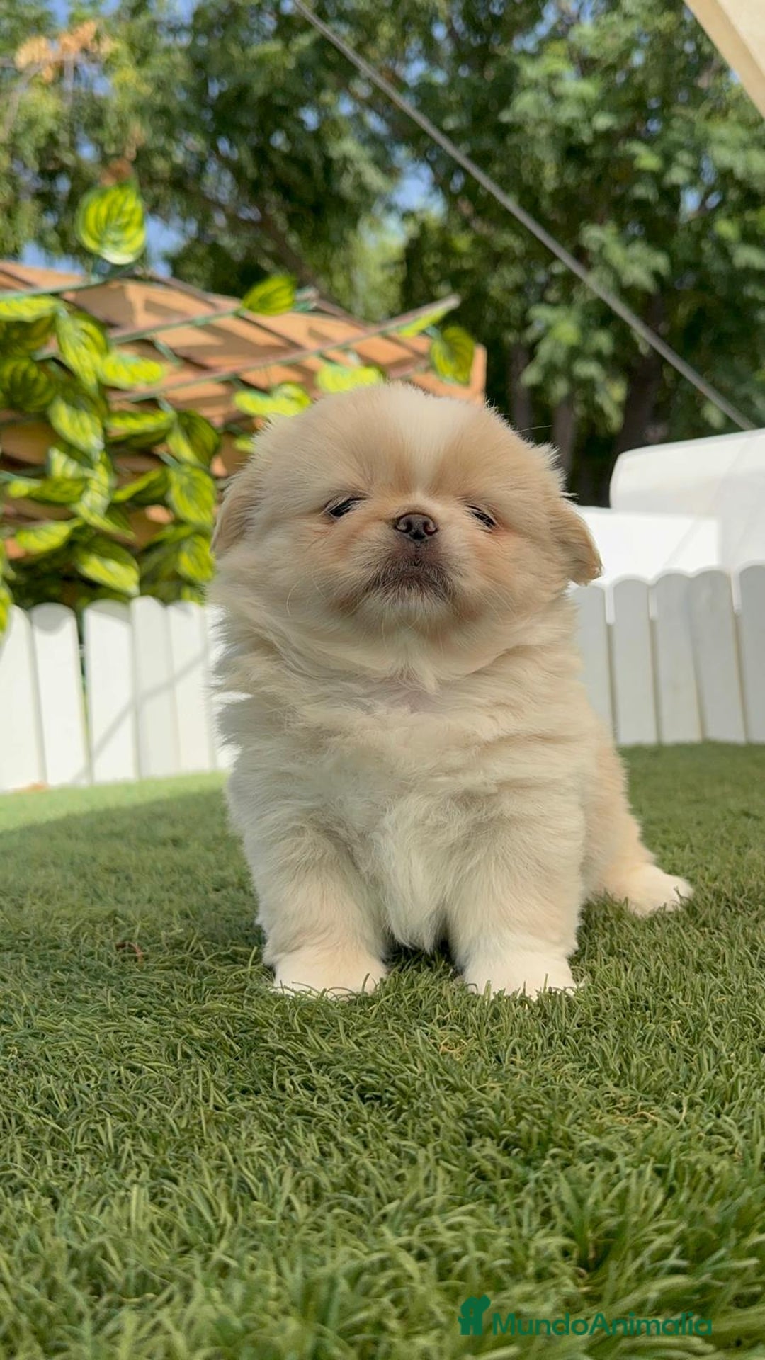 Pekinés perros en venta: PEKINES IMPERIAL HEMBRA 2 - Imagen 7