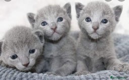 Azul Ruso gatos en venta: Azul ruso  - Imagen 3