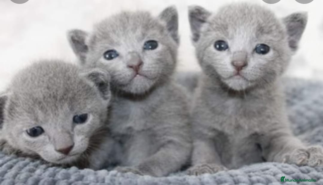 Azul Ruso gatos en venta: Azul ruso  - Imagen 3