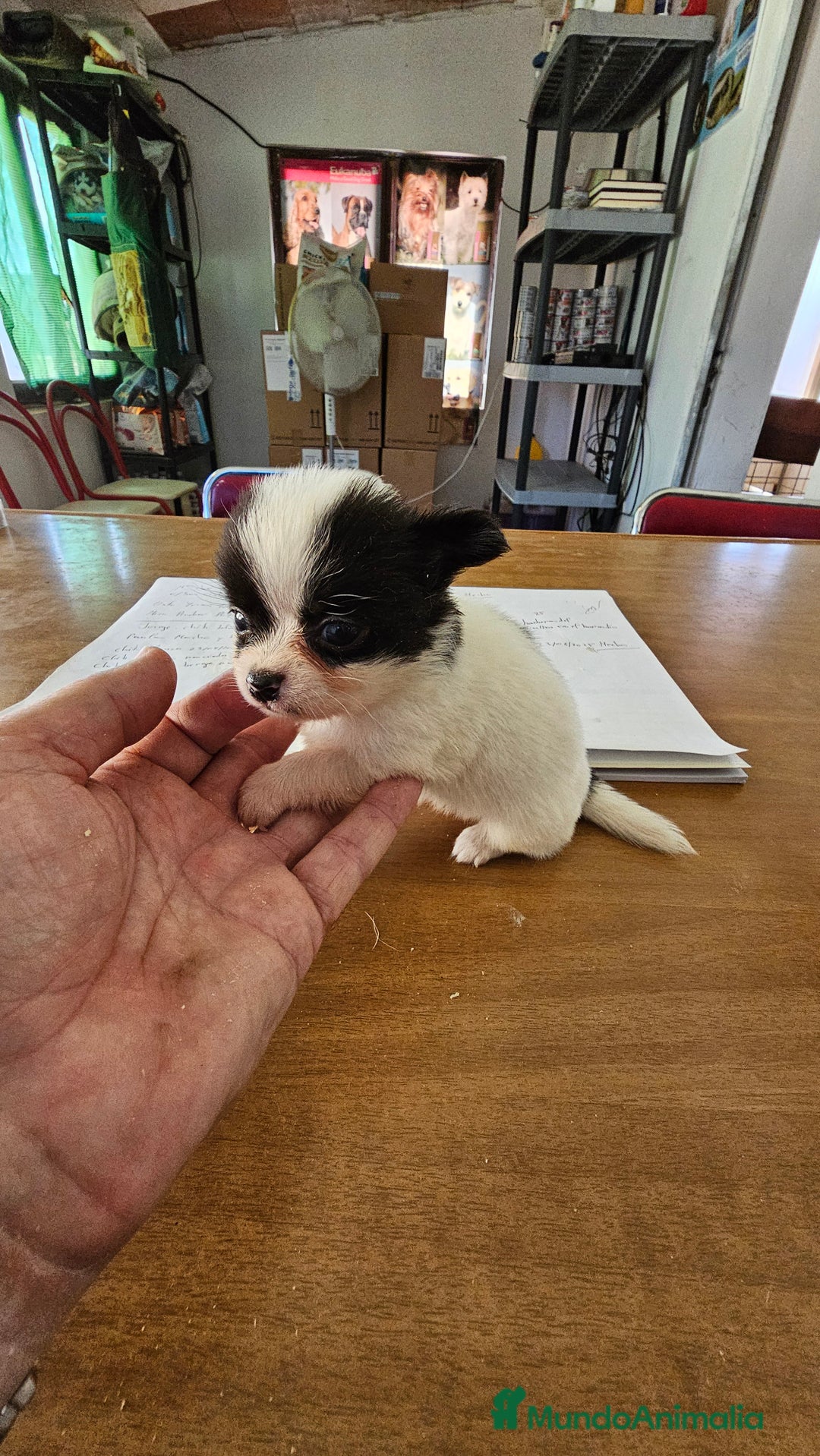 Chihuahua perros en venta: Preciosos chihuahuas mini - Imagen 8