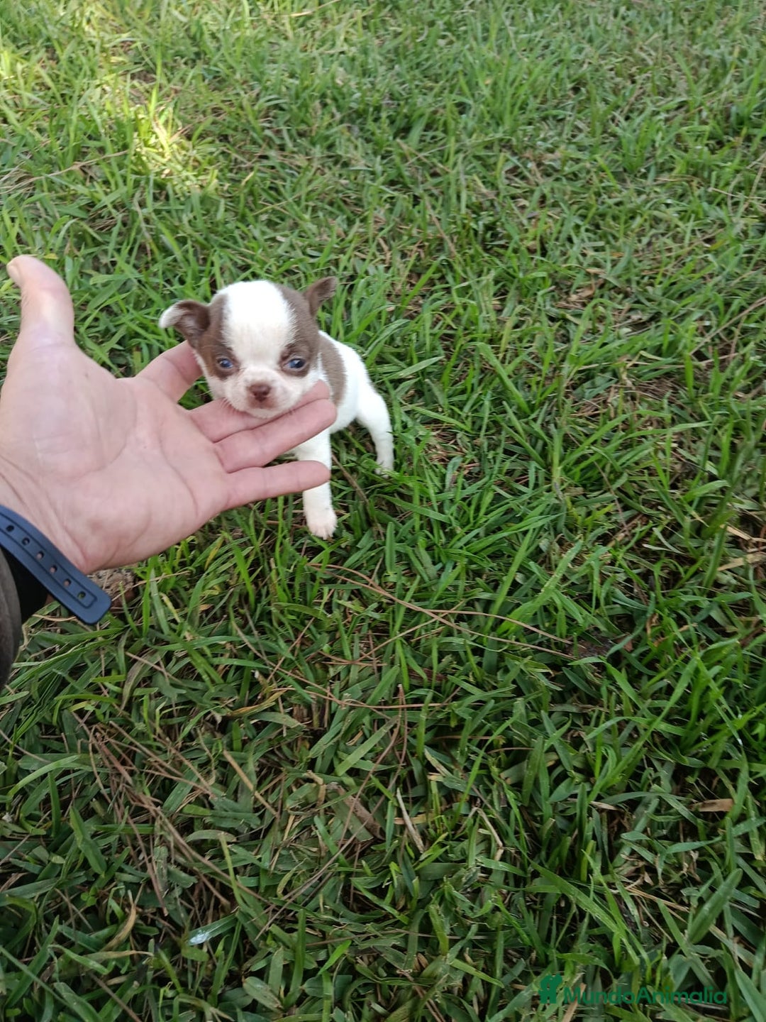 Chihuahua perros en venta: IMPRESIONANTE  CHIHUAHUA   LINEA  TOY - Anuncio 6