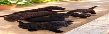 Perro de Agua Español 4