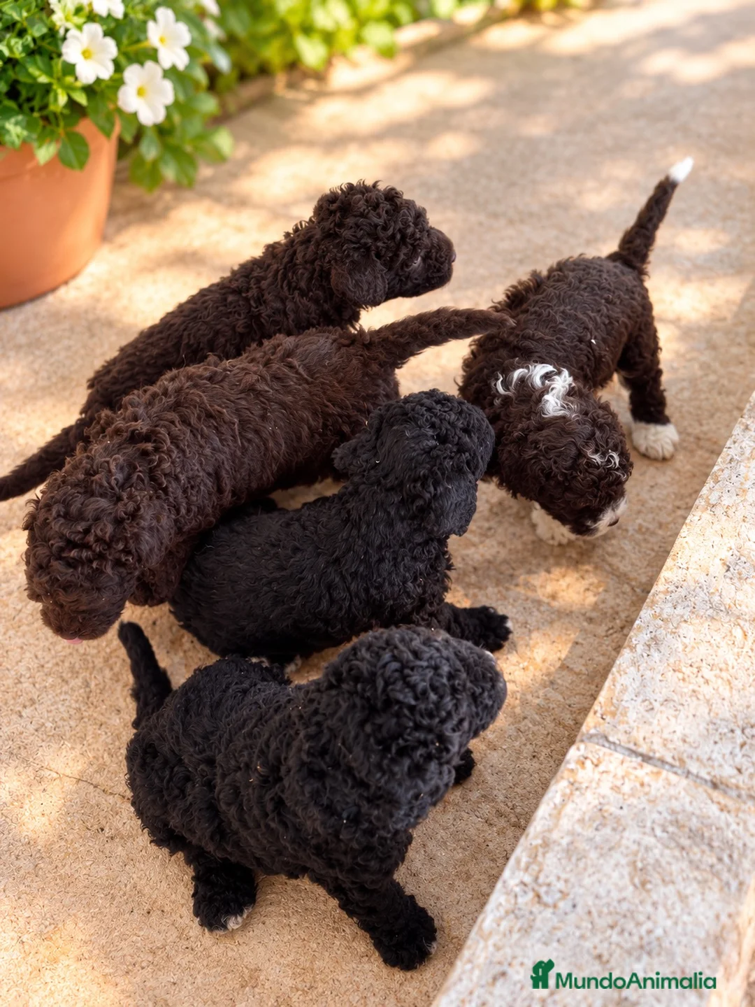 Perro de Agua Español perros en venta: PERRO DE AGUA ESPAÑOL - Anuncio 4