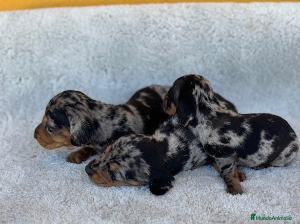 Teckel Miniatura perros Teckel - Anuncio 1